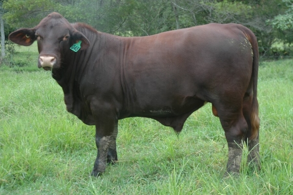 Kamawa Santa Gertrudis stud bull Q48