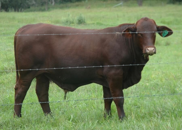 Kamawa Santa Gertrudis stud bull Q52