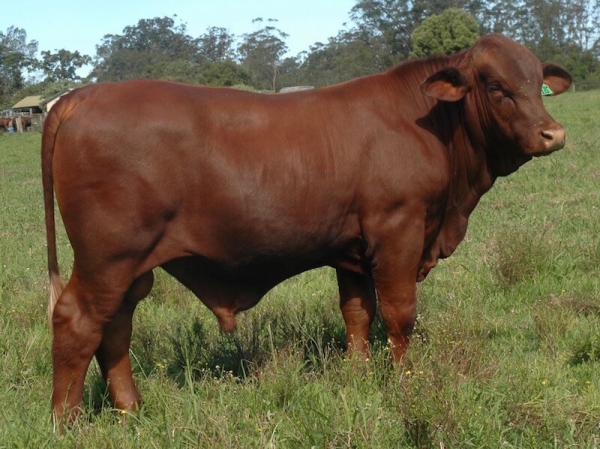 R10 Kamawa Santa Gertrudis bull