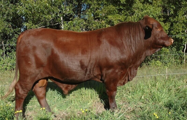Kamawa R10 Santa Gertrudis Stud Bull