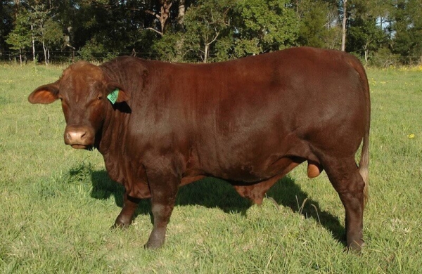 Kamawa R9 Santa Gertrudis Bull