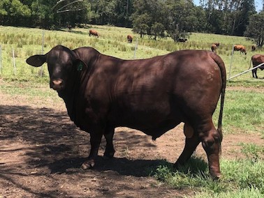 SantaGertrudisbullKamawaUluru(P)