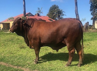 SantagertrudisbullKamawaUteU37PS SantaGertrudisbullKamawaUteU37PS